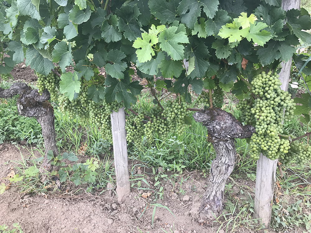 Vineyard in Saint Emilion