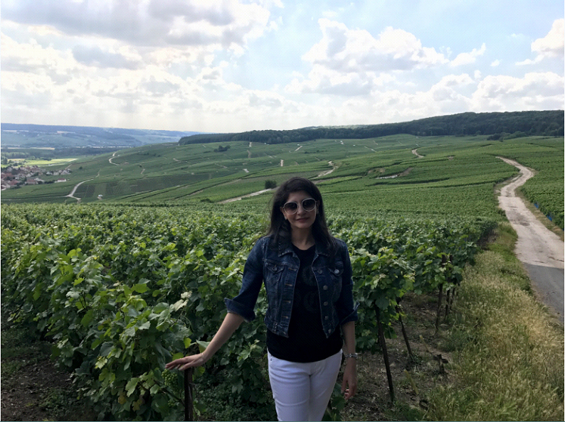 The vineyards of Champagne region