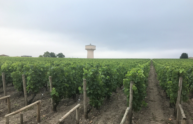 Vineyards at Chateau Haut Brion