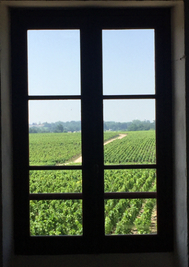 Vineyards at Chateau Pontet Canet