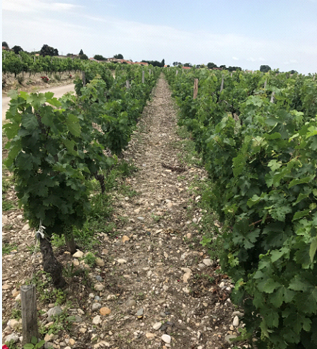 Wineyards at Chateau D’Agassac