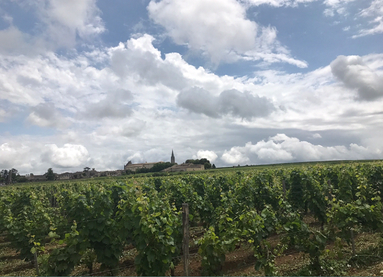 Vineyards in Saint Emilion