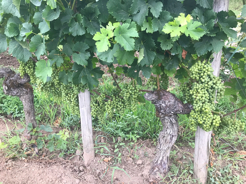 Vineyards in Saint Emilion